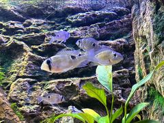 -上海海洋水族馆