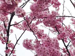 -南山植物园