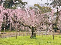 -京都御所