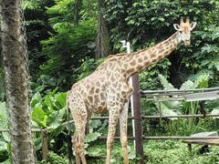 -海南热带野生动植物园