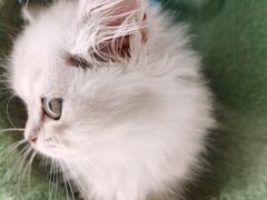 -babydoll猫舍·米努特·德文·缅因(久光中心店)