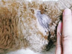 -北京赛佳动物医院