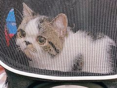 -瑞派旺宝宠物医院·犬猫全科综合·尿道专科(莲兴院)