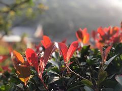 -长安先导国际创新人才交流中心·地中海餐厅·潮汕牛肉火锅·欧陆花园烧烤