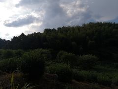 -水墨汀溪风景区