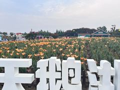 -荷兰花海