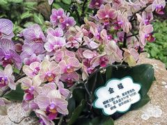 -亚龙湾热带天堂森林公园