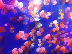 -成都浩海立方海洋公园