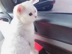 -瑞派宠物医院·24小时骨科·心脏·核磁(哈尔滨南岗店)