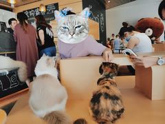 -瞄一喵猫咖(格力海岸店)