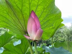 -陈家山荷花公园