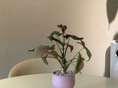 -花神·轻食简餐·咖啡馆·花卉绿植(荷兰花卉小镇店)