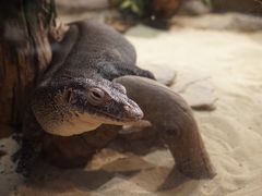 -费瑟代尔野生动物园