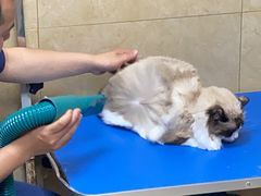 -佳雯宠物医院·皮肤科·内外科(春晓路分院)