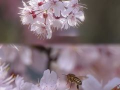 -顾村公园