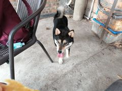 -柴犬高等学院·狗咖·柴犬售卖·宠物训练