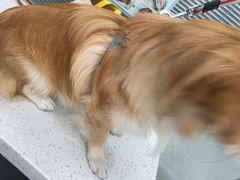 -心仪动物医院·牙专科·肿瘤·心脏科(西客站院)