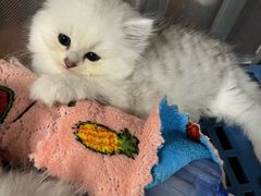 -米苏动物医院·犬猫专科·骨科外科内窥镜