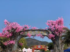 -天适樱花悠乐园