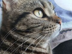 -东莞宠友24H宠物中心医院·转诊夜诊·异宠(新河北路院)