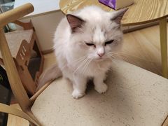 -猫咪派对(江南西店)