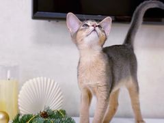 -猫十亿·布偶金渐层·曼基康矮脚猫舍(青年路店)