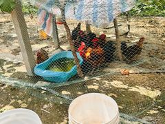 -马陆小张葡萄园农家乐