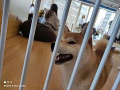 -南京Hallo宠物乐园·哈罗犬舍·柴犬繁育基地