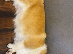 -豆柴町-柴犬主题狗咖(红鼎国际C座店)