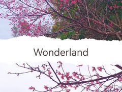 -深圳仙湖植物园
