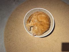 -more than meow吴止猫主题餐厅(承德 中船汇店)