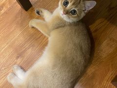 -东方名猫馆·英短金渐层布偶猫舍(环线广场1号楼店)