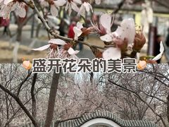 -桃花堤公园