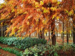 -上海海湾国家森林公园