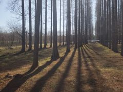 -黄海国家森林公园