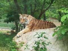 -栾川竹海野生动物园