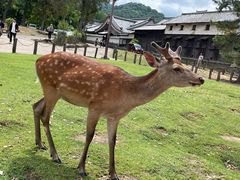 -奈良公园