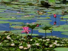 -长春市南湖公园