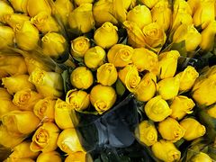 -循礼门鲜花花市(武汉循礼门店)