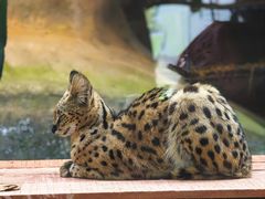 -清迈夜间动物园