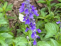 -嘉北郊野公园