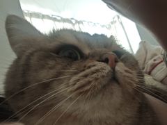 -天使宠物医院·犬猫分诊(彩虹店)