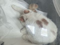 -瑞鹏宠物医院·骨科·猫科·内科(第一中心)