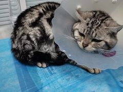 -瑞派·关忠动物医院·猫专科·犬专科(三环新城店)