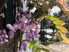 -杭州湾海上花田景区