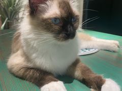 -喵喵咪呀布偶猫咖(春熙路店)