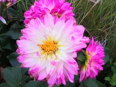 -深圳国际园林花卉博览园