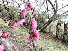 -屈原故里文化旅游区
