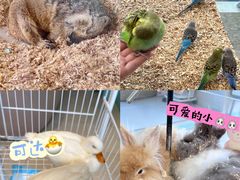 -怪兽屋·羊驼·猫咖·狗咖(俊华广场店)