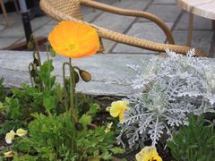 -花钟